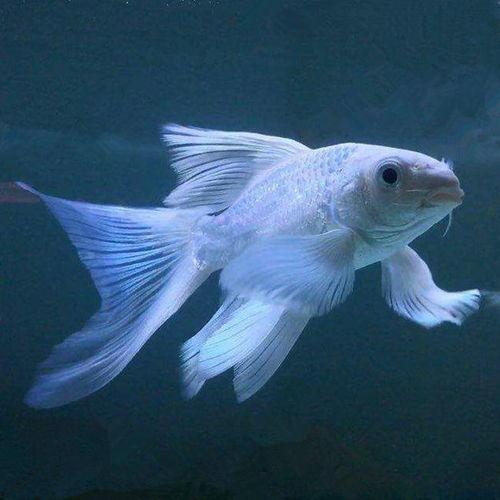 养草鱼爆料视频,养草鱼爆料视频深度解析